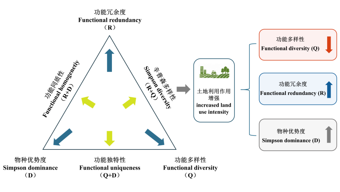 土地利用强度与功能多样性、功能冗余度及物种优势度关系的图示摘要 / Graphical abstract of land-use intensity and functional diversity components